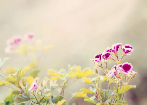 Fiore primaverile in giardino con attenzione superficiale — Foto Stock