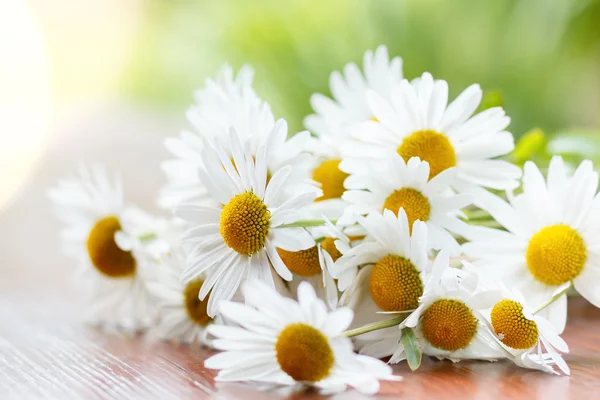Daisy flower with shallow focus — Stock Photo, Image