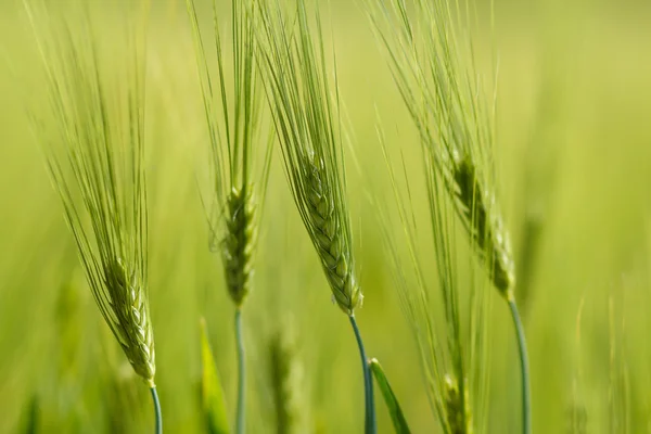 Grani a molla verde biologico con attenzione superficiale — Foto Stock