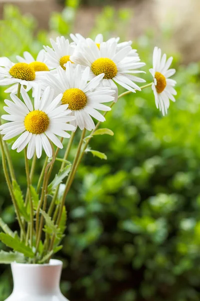 雏菊花花瓶及浅层焦点 — 图库照片