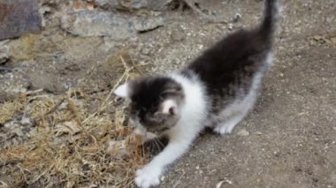 küçük yavru kedi oyun