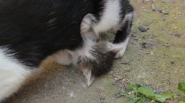 Kitten drinking milk from mother