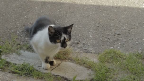 Chat noir et blanc se cachant pour la souris extérieure — Video