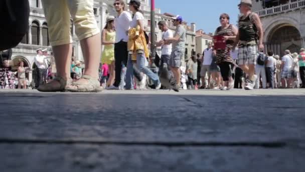 Crowd of tourists on most famous square July 16, 2012 in Venice Video Clip