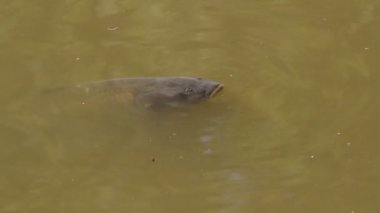 reklam için bir gölet yüzeyinin üzerinde konuşan sazan