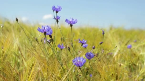 Blue cornflowers in the wheat field with blue sky — Stock Video