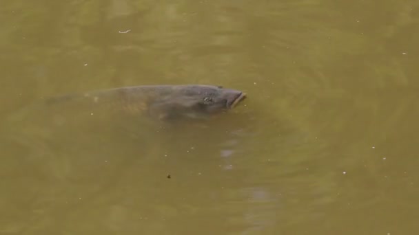 鲤鱼在谈到广告的池塘的表面 — 图库视频影像