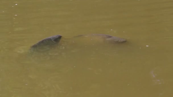 Carpa falando na superfície de uma lagoa para publicidade — Vídeo de Stock