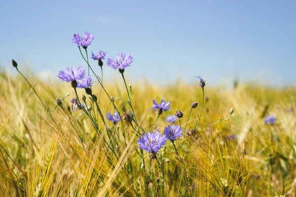 Blue cornflowers in the wheat field — Stock Photo, Image