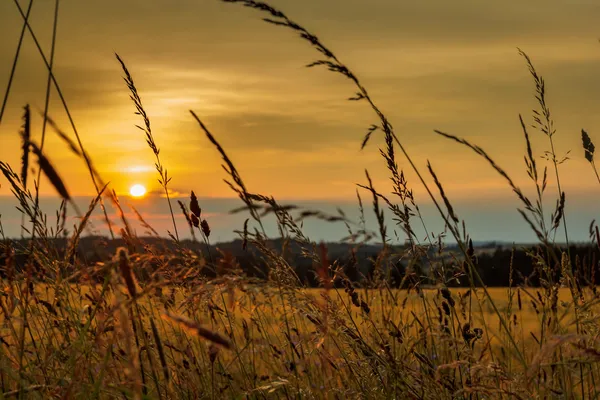 Verão por do sol sobre campo de grama — Fotografia de Stock