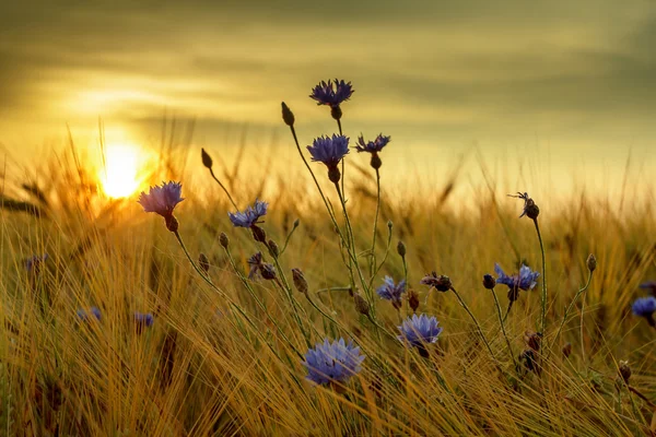 Sommersonnenuntergang über Grasfeld mit flachem Fokus — Stockfoto