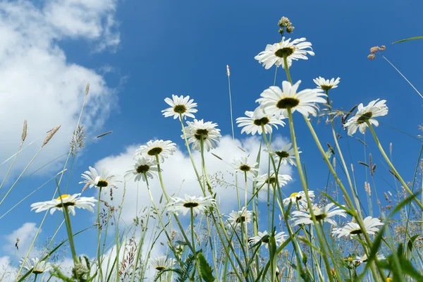 Daisy flower veld — Stockfoto