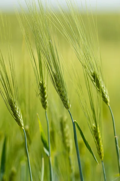 Grani a molla verde biologico con attenzione superficiale — Foto Stock