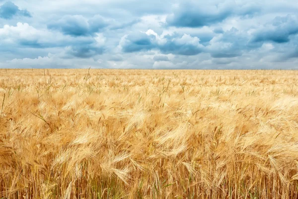 Campo de trigo dourado com nuvens de tempestade dramáticas — Fotografia de Stock