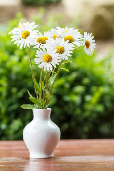 Fleur de marguerite dans le vase avec foyer peu profond — Photo