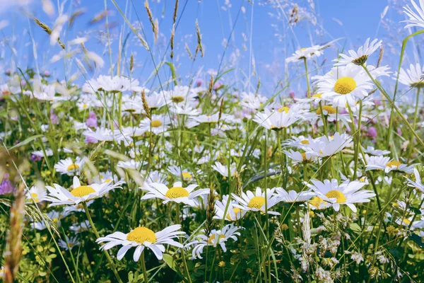 Papatya çiçek alanı — Stok fotoğraf