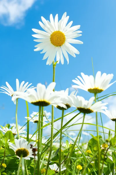 Daisy flower veld tegen blauwe hemel — Stockfoto