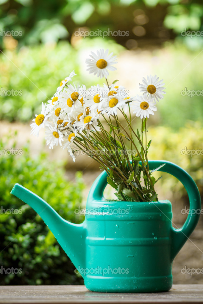 Daisy flower in garden watering can Stock Photo by ©artush 31563089