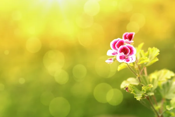 Voorjaar bloem in tuin met ondiepe focus — Stockfoto