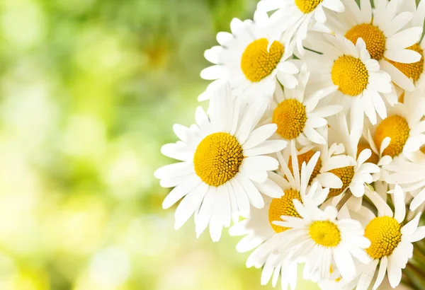Daisy blomman med grunt fokus — Stockfoto