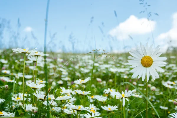 Daisy flower field — Stock Photo, Image