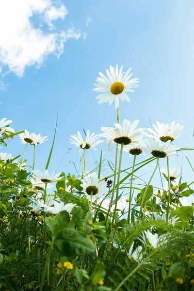 Campo de flores de margarita contra el cielo azul — Foto de Stock