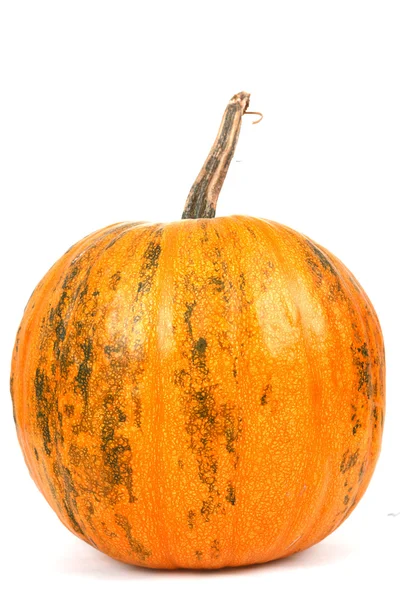 Fresh orange pumpkin — Stock Photo, Image
