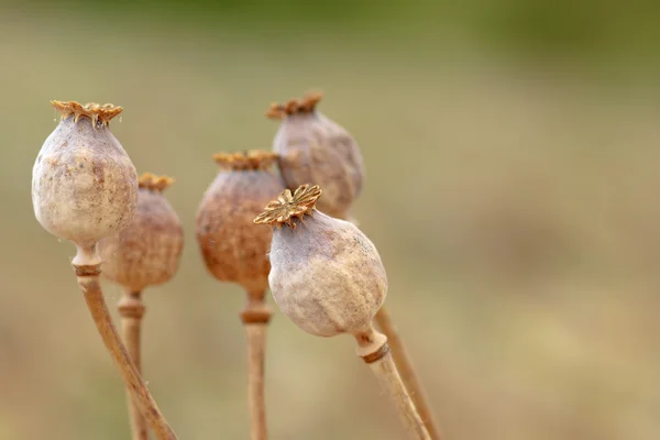 Detail of tree poppyheads on the field — Stock Photo, Image