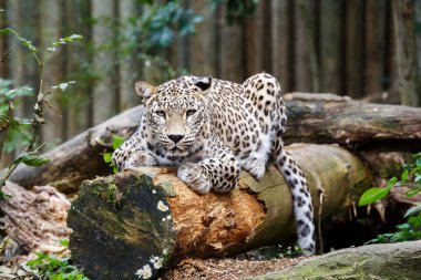 Kar leoparı ileriye baktığımızda Irbis (Panthera uncia)