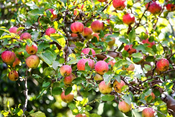 Mazzo di mele rosse su un albero di mele — Foto Stock