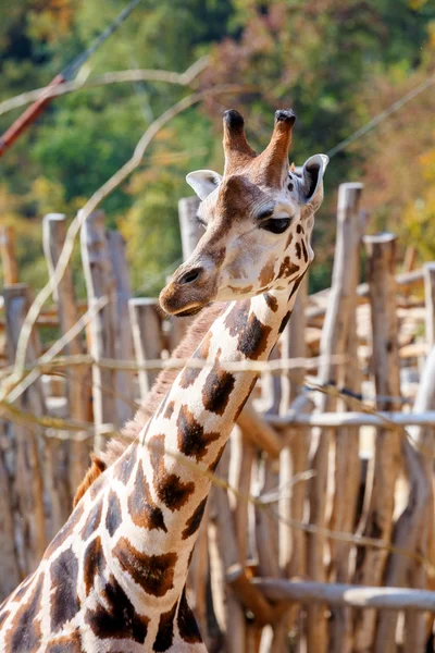 Giraffe — Stock Photo, Image