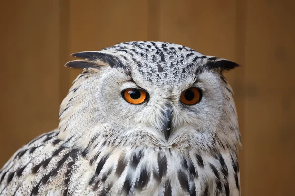 Eagle owl with his big and beautiful oranges eyes — Stock Photo, Image