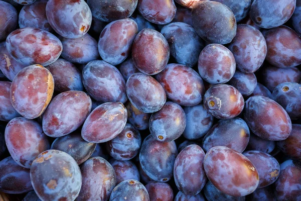 Спелые фиолетовые и голубые сливы (черные шипы ) — стоковое фото