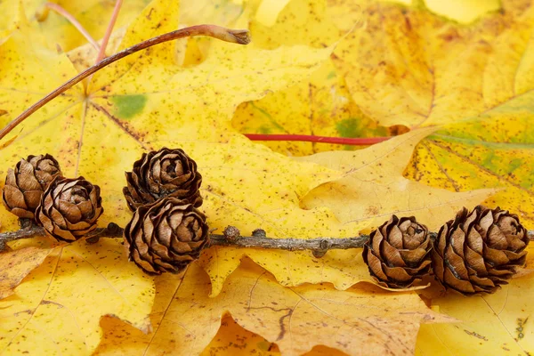 Cones de pinheiro fundo — Fotografia de Stock