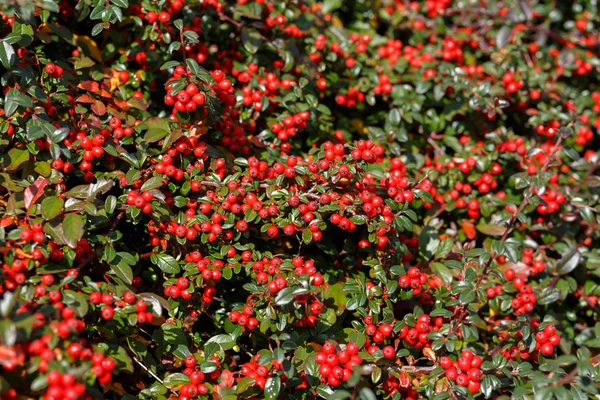 Fond d'automne avec gaulthérie rouge — Photo
