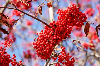 ayrıntı çilek üvez (sorbus aucuparia)
