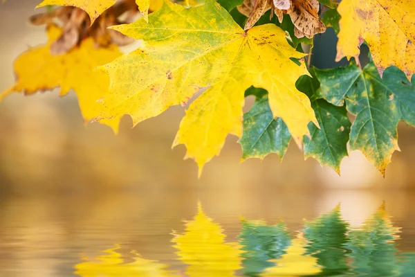 Autumn leaves, reflecting in water — Stock Photo, Image
