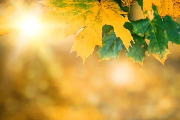 Herfst bladeren met zonlicht en bokeh — Stockfoto