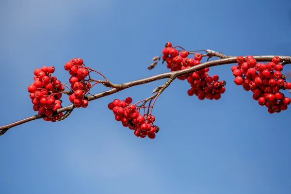 Detalj av Rönnbär (sorbus aucuparia) — Stockfoto
