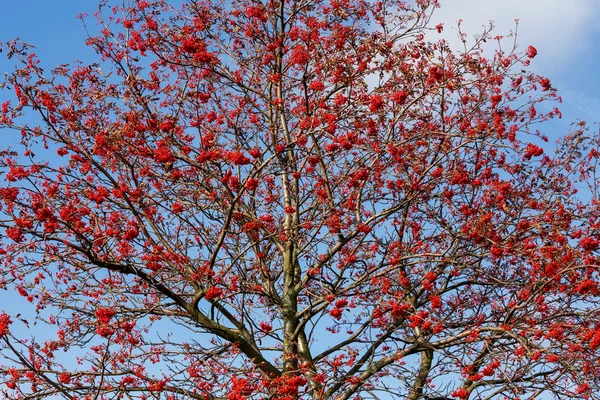 Árvore de bagas de Rowan (Sorbus aucuparia ) — Fotografia de Stock