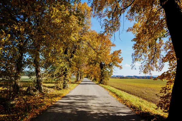 Lantlig väg hösten med gula träd — Stockfoto