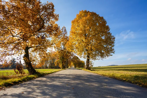 Venkovské silnice na podzim žluté stromy — Stock fotografie