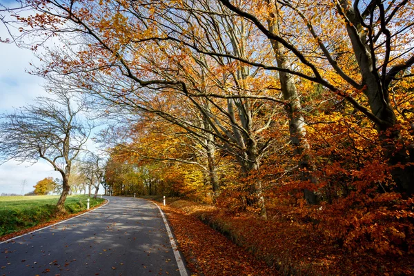 Sonbaharın sarı ağaçları ile kırsal yol — Stok fotoğraf