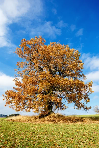 Sozinho árvore de outono laranja em um campo verde — Fotografia de Stock