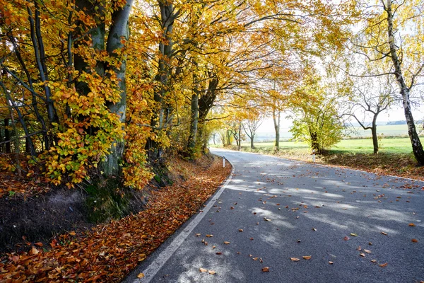 Landelijke weg in het najaar met gele bomen — Stockfoto