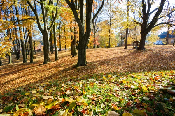 秋の朝、公園で太陽と影 — ストック写真