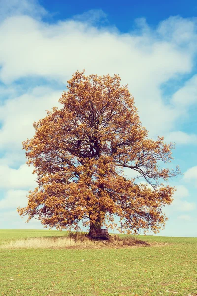 Alleen oranje herfst boom op een groen veld — Stockfoto