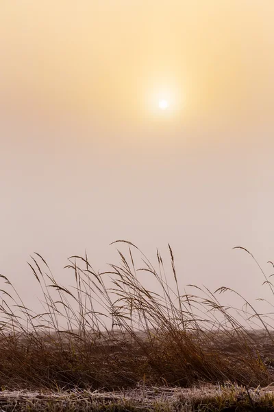 Misty manhã amanhecer sobre a grama — Fotografia de Stock