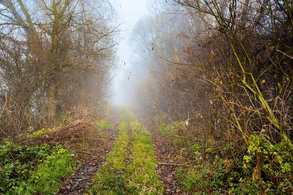 Landstraße durch üppigen Laubwald — Stockfoto