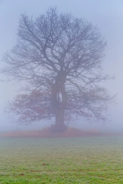 Studené mlhavé ráno se stromem — Stock fotografie